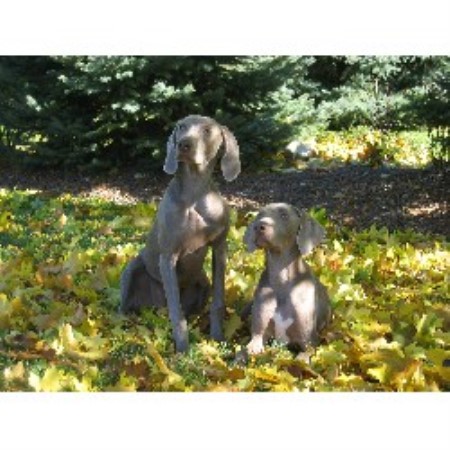 Weimaraner Breeder in Richland, Michigan