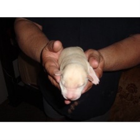 Labrador Retriever Breeder in Wheaton, Illinois