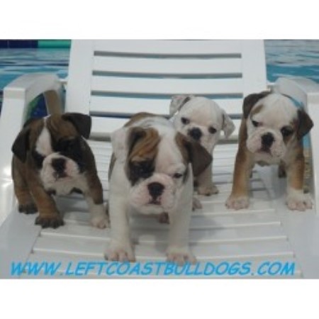 English Bulldog Breeder in Farifield, California