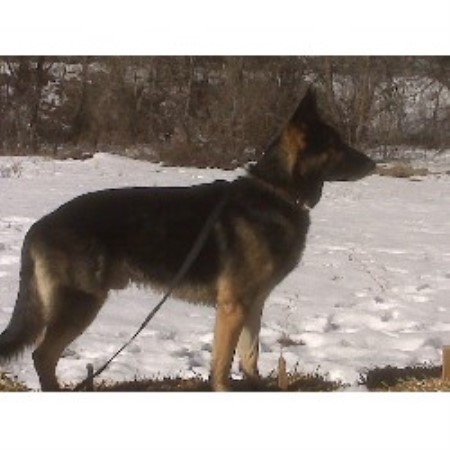 German Shepherd Dog Breeder in Cordes, Arizona