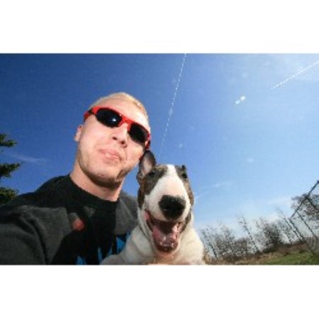 Bull Terrier Breeder in Woodstock, Illinois