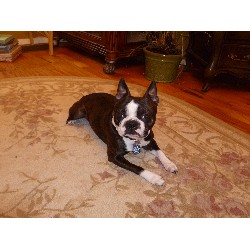 Boston Terrier Stud in Ohio