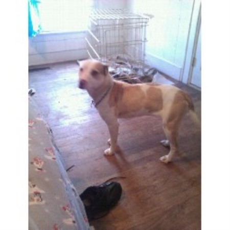 American Pit Bull Terrier Breeder in Taylorsville, North Carolina