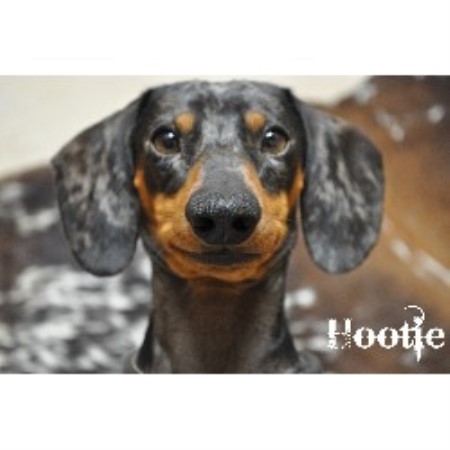 Dachshund Breeder in Anthony, New Mexico