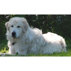 Great Pyrenees Stud in Pennsylvania