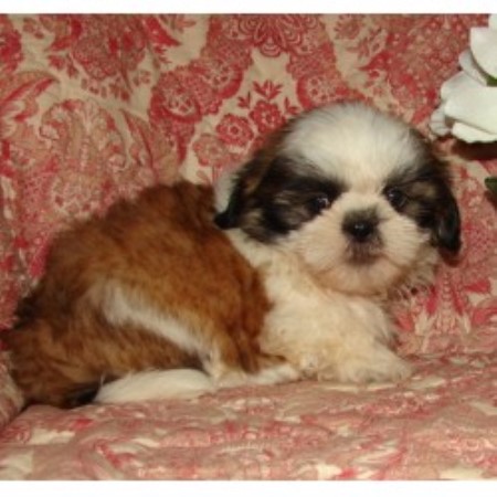 shih tzu breeders in indiana poodles poms n more shih tzu breeder in syracuse indiana listing id 18205 shih tzu breeders in indiana poodles poms n more shih tzu breeder in syracuse indiana listing id 18205