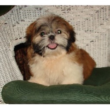 Shih Tzu Breeder in Syracuse, Indiana