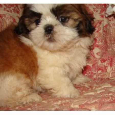 shih tzu breeders indiana poodles poms n more shih tzu breeder in syracuse indiana listing id 18205 shih tzu breeders indiana poodles poms n more shih tzu breeder in syracuse indiana listing id 18205