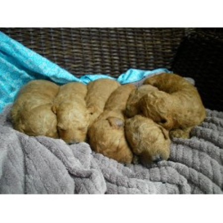 Goldendoodle Breeder in Yacolt, Washington
