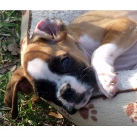 boxer puppies louisiana boxer breeders in louisiana freedoglistings boxer puppies louisiana boxer breeders in louisiana freedoglistings