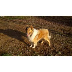 Collie Stud in Georgia