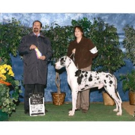 Great Dane Breeder in Sheridan, Arkansas