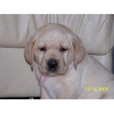 lab puppies rochester ny melmar labradors labrador retriever breeder in rochester new york lab puppies rochester ny melmar labradors labrador retriever breeder in rochester new york