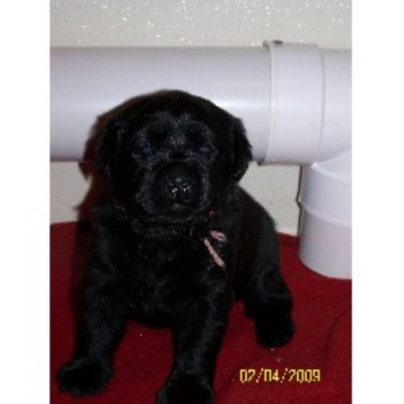 dogs for sale rochester ny golden lab puppies for sale rochester ny dogs for sale rochester ny golden lab puppies for sale rochester ny