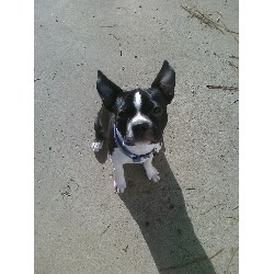 Boston Terrier Stud in Idaho