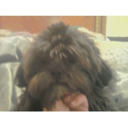 shih tzu rescue northern california baglietto davis shih tzu breeder in stockton california listing id 18234 shih tzu rescue northern california baglietto davis shih tzu breeder in stockton california listing id 18234