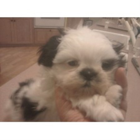 Shih Tzu Breeder in Stockton, California