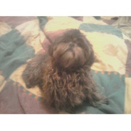 shih tzu rescue northern california baglietto davis shih tzu breeder in stockton california listing id 18234 shih tzu rescue northern california baglietto davis shih tzu breeder in stockton california listing id 18234