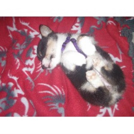Pembroke Welsh Corgi Breeder in Bogart, Georgia