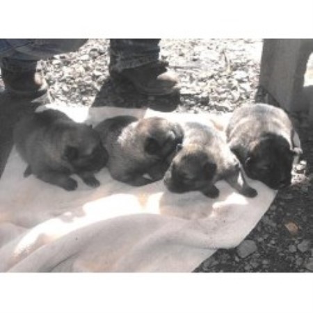 Norwegian Elkhound Breeder in Summerville, Georgia