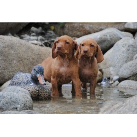 Vizsla Breeder in Aguanga, California