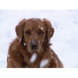 Golden Retriever Stud in New Jersey