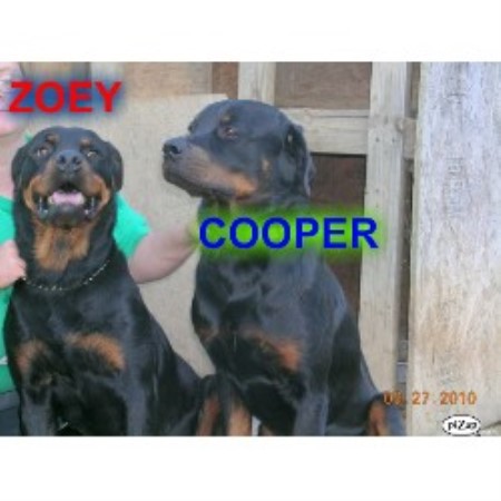 Rottweiler Breeder in Martinsville, Indiana