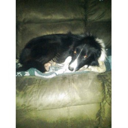 Border Collie Breeder in Bentonville, Arkansas