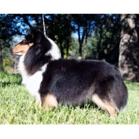 Shetland Sheepdog Breeder in Bulverde, Texas