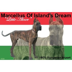 Great Dane Stud in California