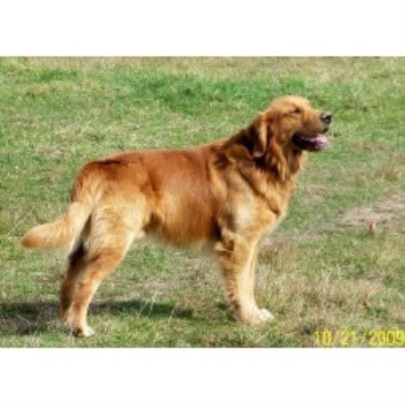 golden retriever puppies for sale in south dakota retrievers south dakota breeds picture golden retriever puppies for sale in south dakota retrievers south dakota breeds picture