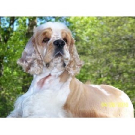 cocker spaniel puppies for sale in indiana miniature bulldog puppies for sale in indiana breeds picture cocker spaniel puppies for sale in indiana miniature bulldog puppies for sale in indiana breeds picture