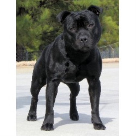 Staffordshire Bull Terrier Breeder in Sterling, Virginia