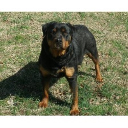 rottweiler breeders nc rottweiler breeder in rockwell carolina breeds picture rottweiler breeders nc rottweiler breeder in rockwell carolina breeds picture