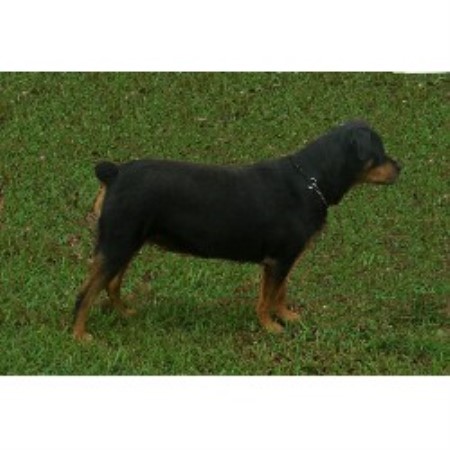 rottweiler breeders nc lefler rottweilers rottweiler breeder in rockwell carolina rottweiler breeders nc lefler rottweilers rottweiler breeder in rockwell carolina