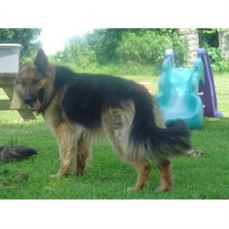German Shepherd Dog Breeder in Clermont, Iowa