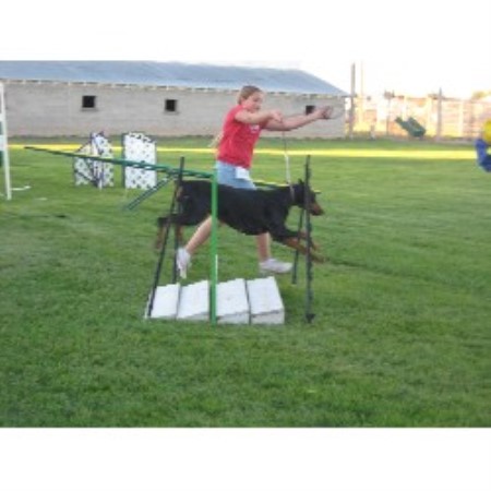 Doberman Pinscher Breeder in Buhl, Idaho