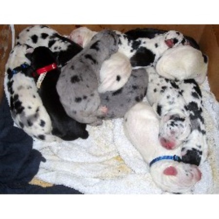 Great Dane Breeder in North Richland Hills, Texas