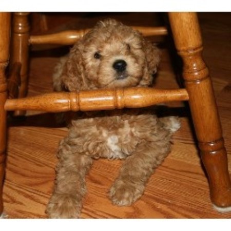 Goldendoodle Breeder in Holly, Colorado