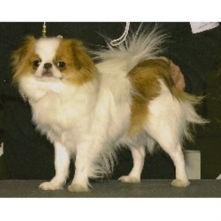 puppies butler pa six gems japanese chin breeder in butler pennsylvania puppies butler pa six gems japanese chin breeder in butler pennsylvania