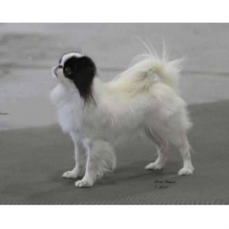 puppies butler pa six gems japanese chin breeder in butler pennsylvania puppies butler pa six gems japanese chin breeder in butler pennsylvania