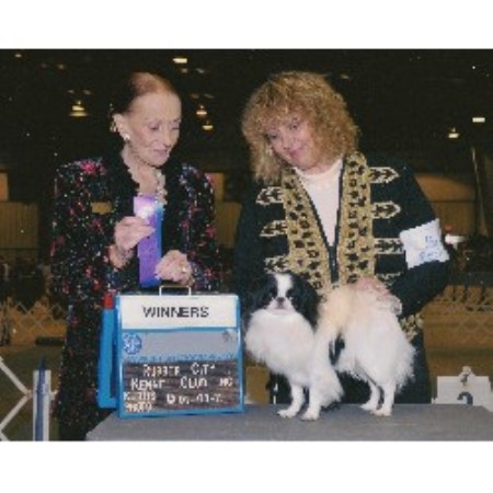 Japanese Chin Breeder in Butler, Pennsylvania