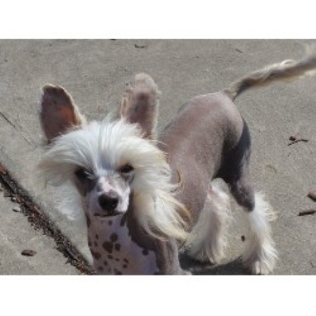 puppies butler pa six gems crested breeder in butler pennsylvania listing id 18329 puppies butler pa six gems crested breeder in butler pennsylvania listing id 18329