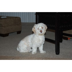 Cockapoo Stud in Utah