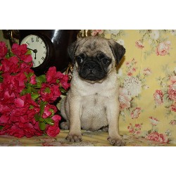 Pug Breeder in Mission, Texas