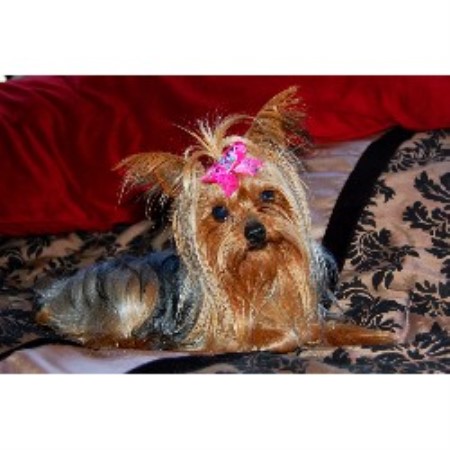 Yorkshire Terrier Breeder in Grayson, Louisiana