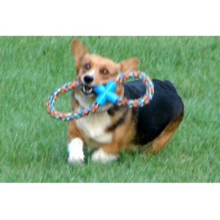 Pembroke Welsh Corgi Breeder in Warren, Texas