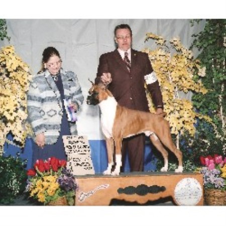 Boxer Breeder in Cottonwood, Idaho