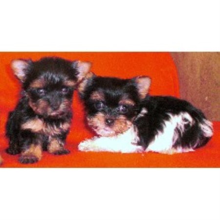 Yorkshire Terrier Breeder in Anacortes, Washington