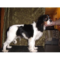 Cavalier King Charles Spaniel Stud in Utah